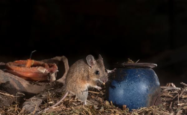 Myš na půdě – pomůže plašič