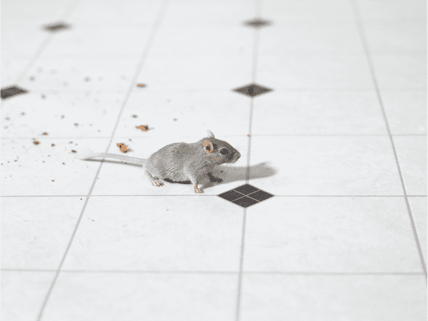 Jak na myši chytře? Nenechávejte na zemi drobky