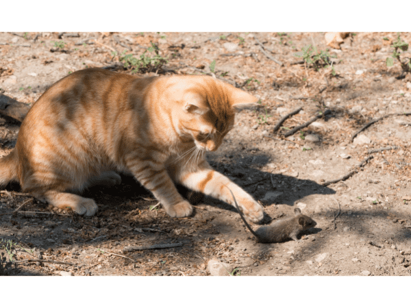 Jak vyhnat myši - pomocí kočky