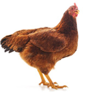 Elektrické ohradníky pro slepice, drůbež